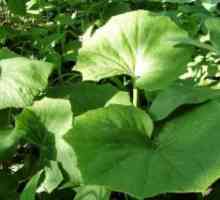 Одгледување burdock медицински растенија