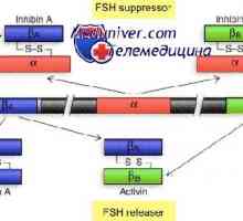 Механизмот на дејство на активин и инхибин