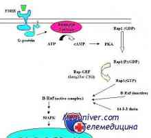 Механизмот на дејство на гонадотропин рецептори. трошење на рецептори