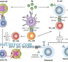 Механизми основните имунолошки одговор кај фетусот
