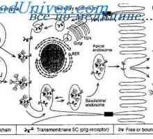 Мембрана имуноглобулини. површина антитело