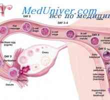 Исхрана за време на бременоста. протокот на крв низ плацентата