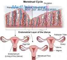 Anovulatory циклус. Адолесценцијата девојки и почетокот на менструацијата