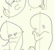 Методи за мерење на ембрионот. Растот на телото на ембрионот како целина