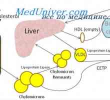 Улогата на холестерол во телото. Пластични функции на фосфолипиди и холестерол