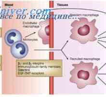 Mullerian екскреторен канал. феталниот развој на машки модел