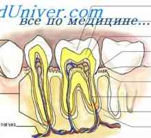 Метаболизмот на минералите во забите. забен патологија