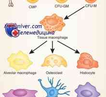Мононуклеарни клетки: моноцити и макрофаги