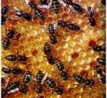 Може ли да се јаде мед за панкреатитис (панкреасот болест)?