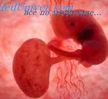 Мускулите на ембрионот. Развојот на фетусот во мускулите