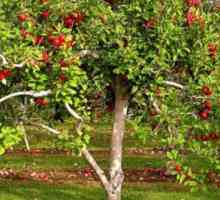 Акумулацијата и дистрибуција на органските материи во јаболко