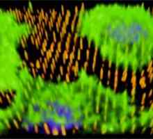 Nanotip да расте нови крвни садови