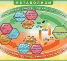 Нарушувања на метаболизмот на масните киселини и глицерол