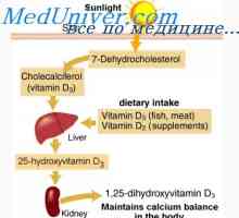 Размената на витамин Д. Метаболизмот на холекалциферол