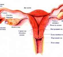 Женски надворешни гениталии, структура, анатомија