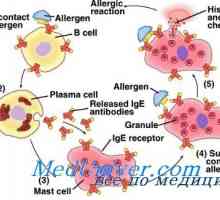 Наследни причини за алергии. генетика на атопија
