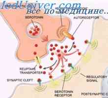 Стимулирачки синапса и инхибиторни рецептори. синоптичка медијатори