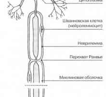 Нервните клетки неврони