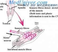Реакцијата на основното крајот на мускулите вретено. мускулна напнатост рефлекс