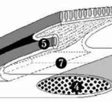 Новиот концепт на структурата на одводнување на пределот околу очите. шема топографија