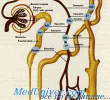 Tegmental мембрана е орган на Corti. Инервација на внатрешното уво