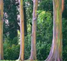 За прекурсори постојните дрвја