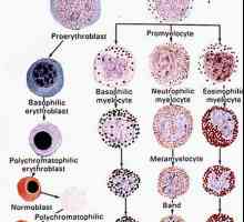 Формирањето на црвените крвни клетки. Формирање на црвени крвни клетки