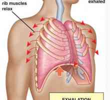 Размената на кислород во телото. транспорт на кислород од белите дробови до ткивата