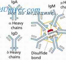 Konformennaya модел на имуни комплекси. Интеракцијата на антитела со антигени
