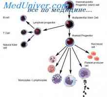Образование лимфоцити прекурзори. Лезии на матични клетки