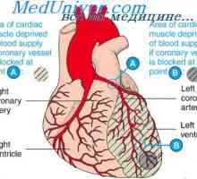 Образование феталните срцеви јамка. Феталниот развој на срцето