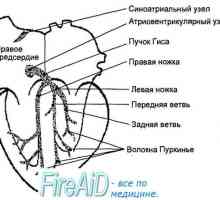 Одредување на феталната анатомски структури.
