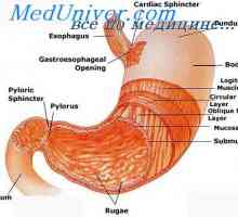 Празнење на желудникот. Регулација на празнење на желудникот и факторите што влијаат врз