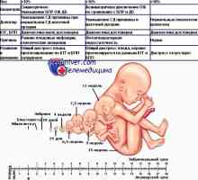 Проценката на абортус раѓањето. Класификација на ретардација феталниот раст