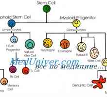 Евалуација на Т-клетките immunniteta дете. Тест за функцијата на Т клетките