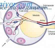 Ограничување на синтеза на антитела. Исцрпување на антитело-клеточната пролиферација (ОВК)