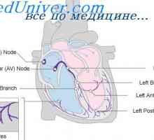 Влијанието на вагусниот нерв на срцето. Симпатичната регулирање на срцето
