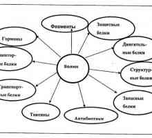 Главните хемиски компоненти на живите организми. различни фактори