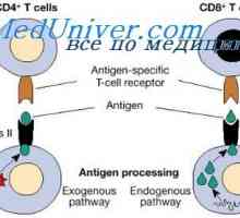Карактеристики соработка имуните клетки. Хуморалниот фактор антитело