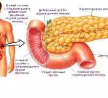 Карактеристики на структурата и функцијата на човечки панкреасот, топографијата и анатомија
