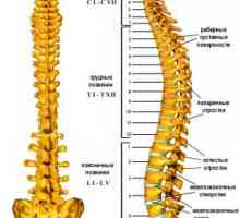 Структурни карактеристики на различни делови на 'рбетот