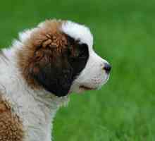 Акутен и хроничен панкреатит кај кучиња: Симптоми, третман