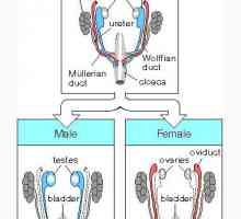 Mesonephros став на васкуларниот систем на ембрионот. Феталната бубрежните тубули