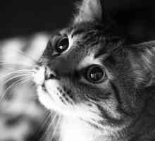 Панкреатит во мачки и мачка (маче), предизвикува воспаление на панкреасот