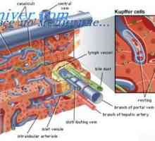 Васкуларниот систем на црниот дроб. Депото на крвта во црниот дроб