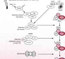 Патогенеза начин NFkB / rel во реакција на бактерии од интестиналниот епител