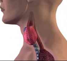 Примарен хипотироидизам е тироидната жлезда: причини, третман, симптоми, знаци