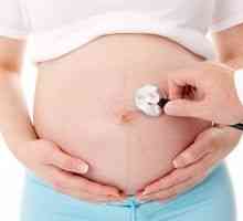 Плацентата за време на бременоста