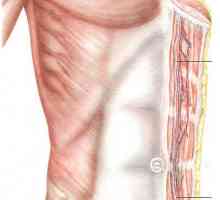 Пластика отстранување на меките ткива на дефект на ѕидот на градниот кош. Rectus abdominis и други