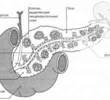 Панкреасот е и ендокрините жлезди